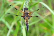 Libellula quadrimaculata