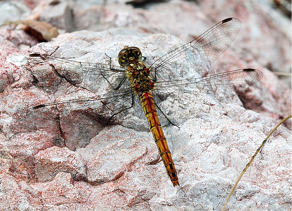 Sympetrum striolatum(♂)