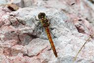 Sympetrum striolatum