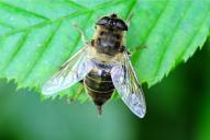 Eristalis tenax(♀)