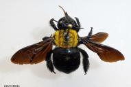 Xylocopa pubescens(♀)
