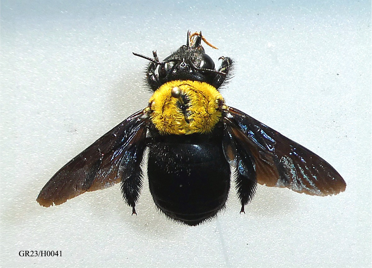 Xylocopa pubescens(♀)