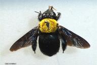 Xylocopa pubescens