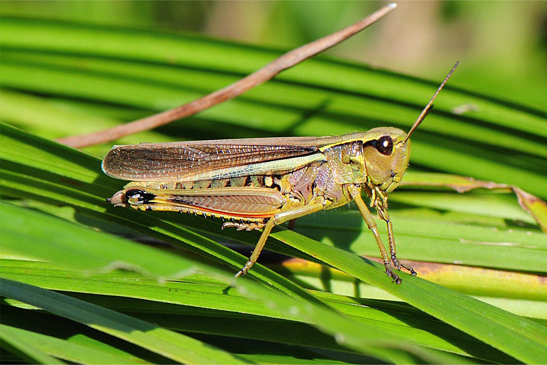 Stethophyma grossum(♀)