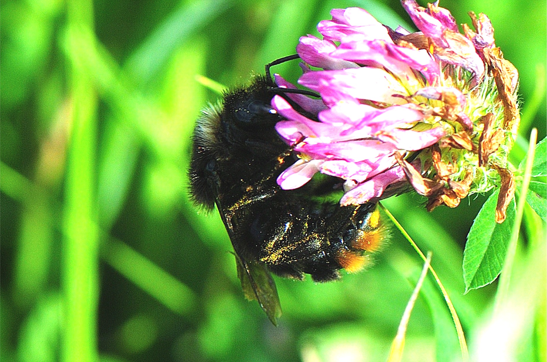 Bombus rupestris(♀)