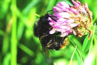 Bombus rupestris