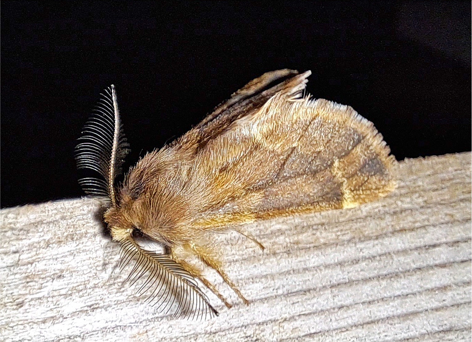 Ptilophora plumigera(♂)