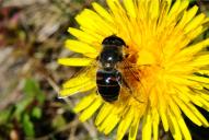 Eristalis tenax(♀)