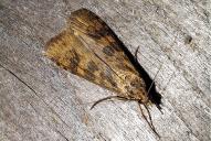 Nomophila noctuella
