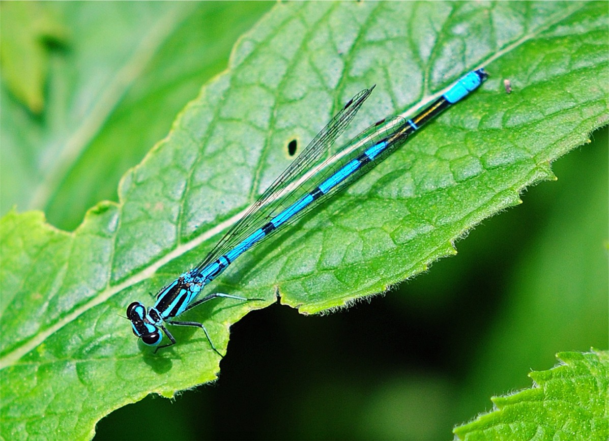 Coenagrion puella(♂)