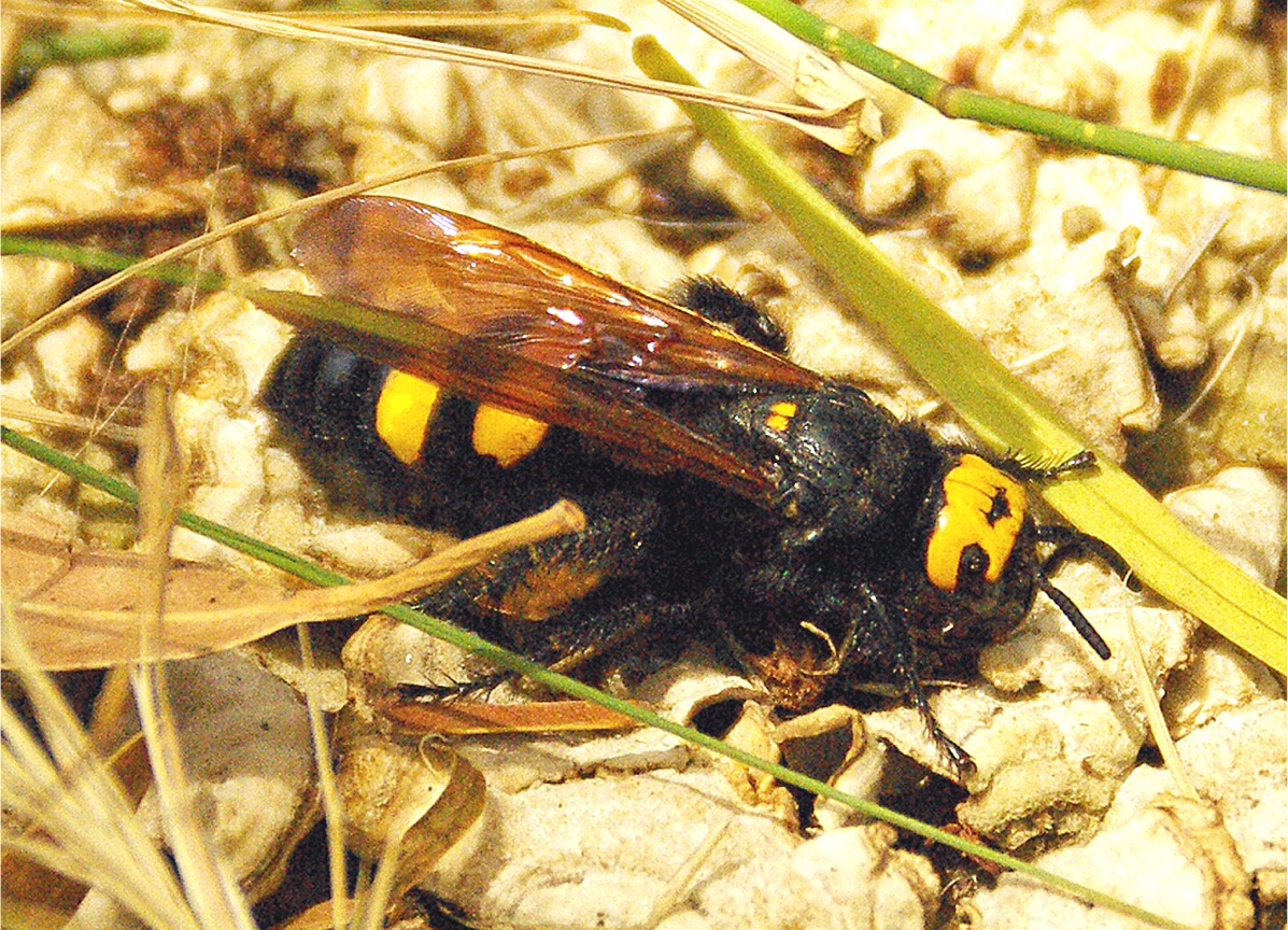 Megascolia maculata flavifrons(♀)