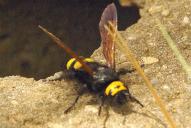 Megascolia maculata flavifrons(♀)