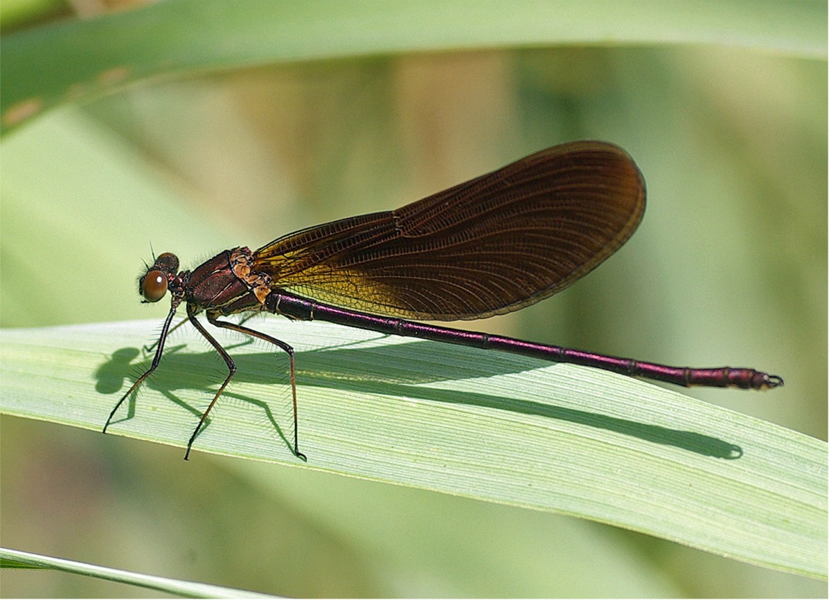 Calopteryx haemorrhoidalis(♂)