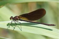 Calopteryx haemorrhoidalis