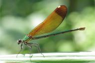 Calopteryx haemorrhoidalis(♀)
