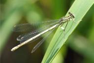 Platycnemis pennipes(♀)