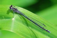 Coenagrion puella