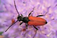 Anastrangalia sanguinolenta