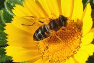Eristalis tenax(♀)