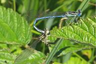 Platycnemis pennipes(♂♀)