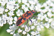 Corizus hyoscyami