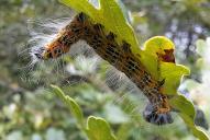 Phalera bucephala(Raupe)