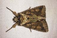 Allophyes oxyacanthae