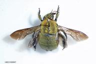 Xylocopa pubescens(♂)