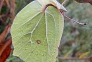 Gonepteryx rhamni(Winterstarre)