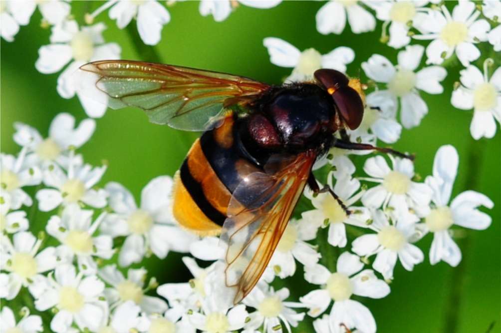 Volucella zonaria