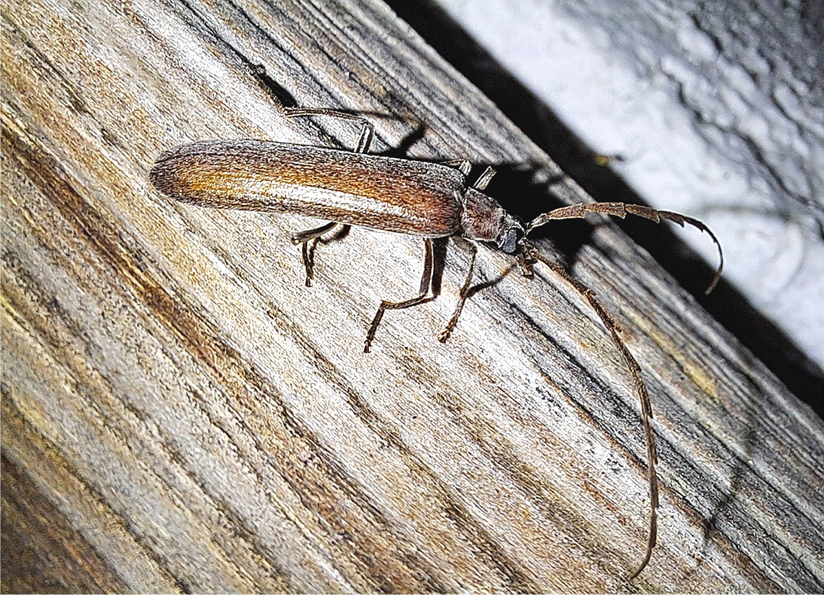 Calopus serraticornis