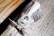 Calliteara pudibunda(♂)