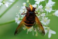 Volucella zonaria