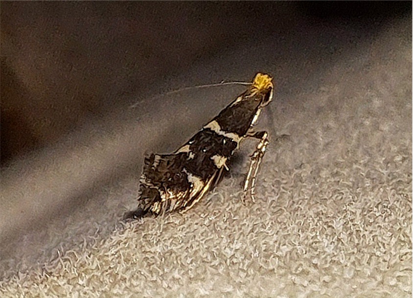 Callisto denticulella