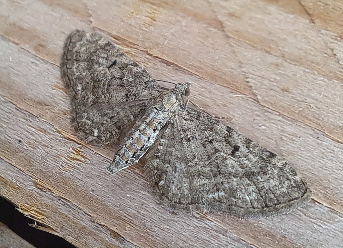 Eupithecia subfuscata