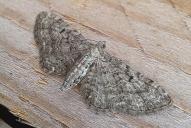 Eupithecia subfuscata