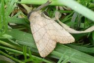 Charanyca trigrammica