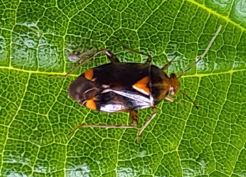 Liocoris tripustulatus