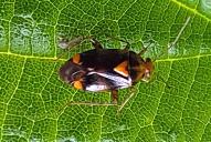 Liocoris tripustulatus