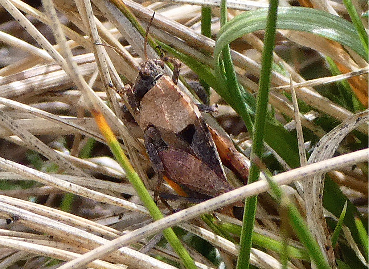 Tetrix tenuicornis(Nymphe)