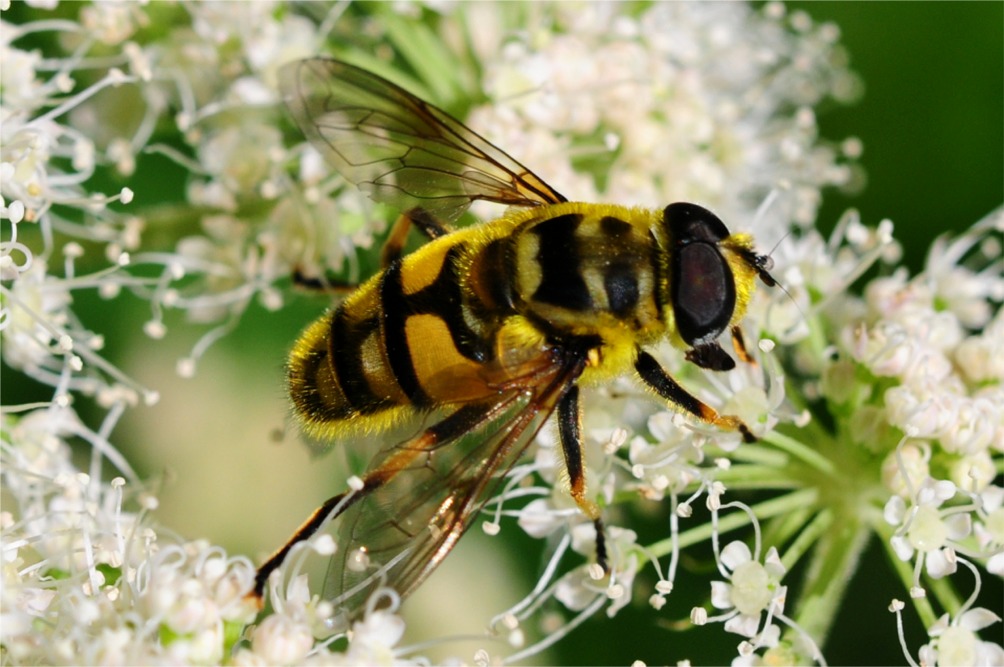 Myathropa florea(♂)