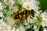 Myathropa florea