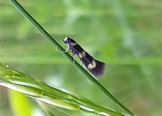 Elachista bifasciella