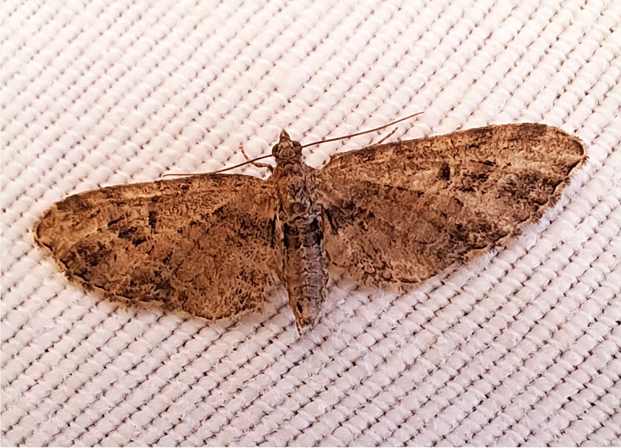 Eupithecia exiguata