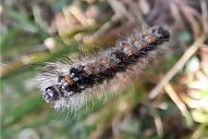 Lithosia quadra (Raupe)