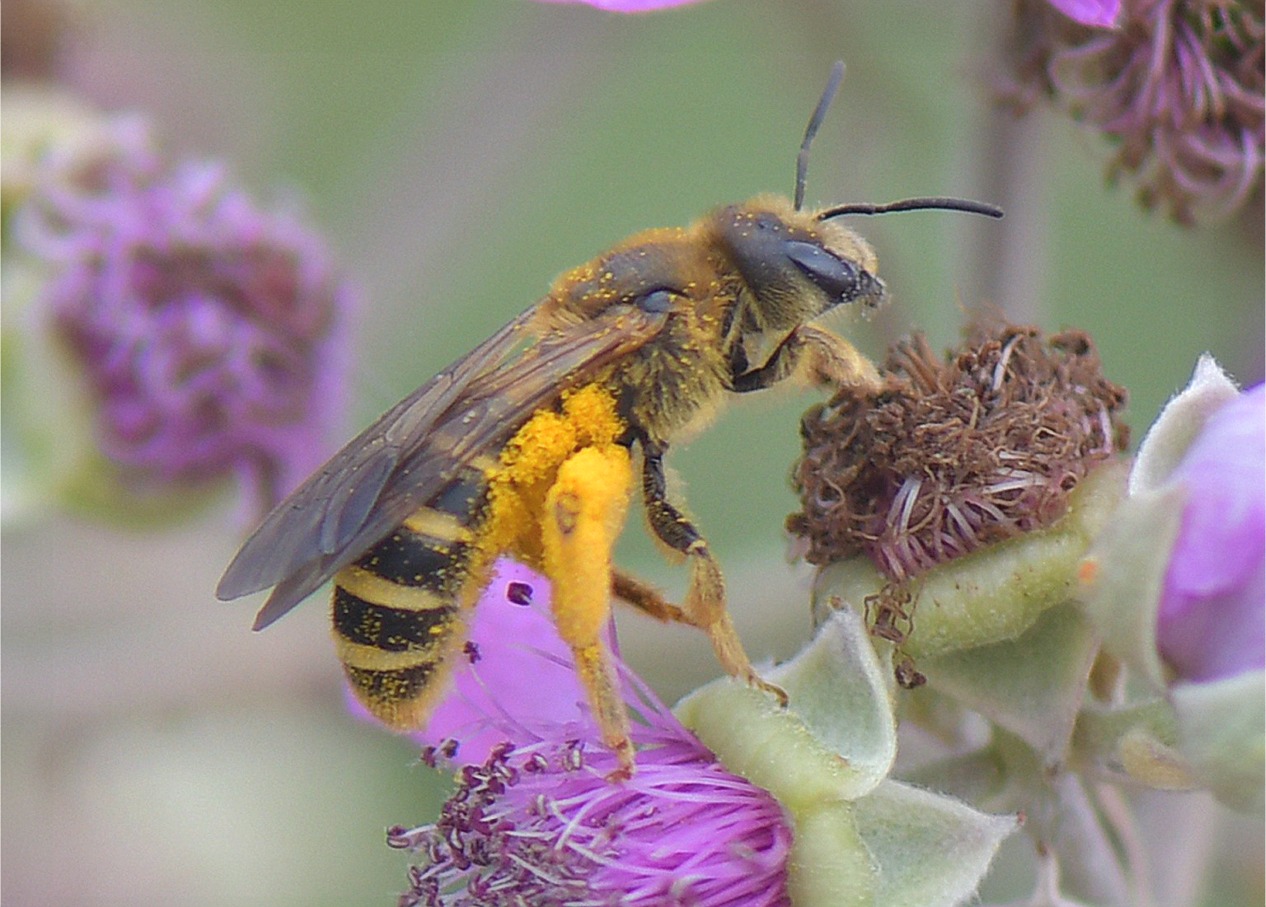 Halictus scabiosae(♀)