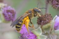 Halictus scabiosae(♀)