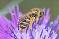 Halictus scabiosae(♀)