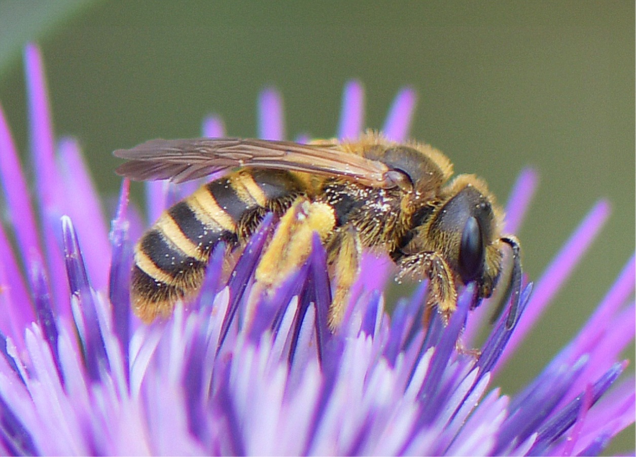 Halictus scabiosae(♀)