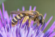 Halictus scabiosae